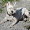 Photo of Dexter, West Highland White Terrier