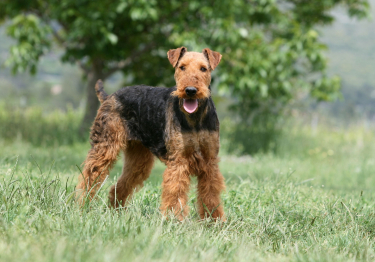 Photo: Airedale Terrier dog on Woopets