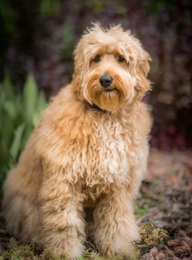 Photo: Goldendoodle dog on Woopets