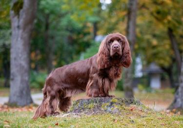 Photo: Sussex-Spaniel breed dog on Woopets