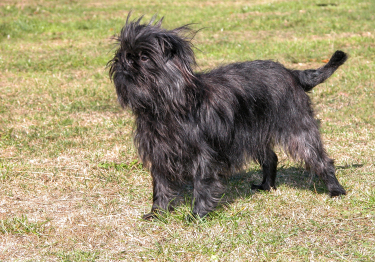 Photo: Affenpinscher breed dog on Woopets
