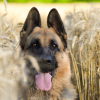 Photo of Ilou, German Shepherd