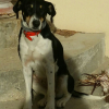 Photo of Pirouette, Italian Hound