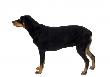 Photo: Småland Hound dog breed on Woopets