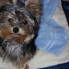 Photo of JENNA-LEE, Yorkshire Terrier