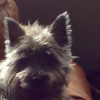 Photo of Wolf, Cairn Terrier