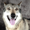 Photo of Laÿko de La Louve Blanche, Czechoslovakian Wolfdog