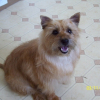 Photo of Libby aka grasdal glamor queen of malonowa, Cairn Terrier