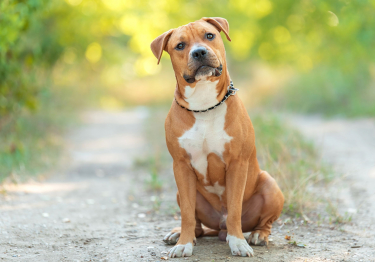 Photo: American Staffordshire Terrier dog breed on Woopets