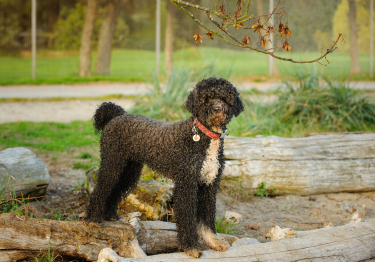 Photo: Portuguese Water Dog breed on Woopets