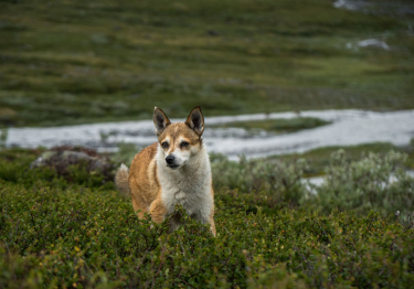 Photo: Norwegian Puffin Dog breed dog on Woopets