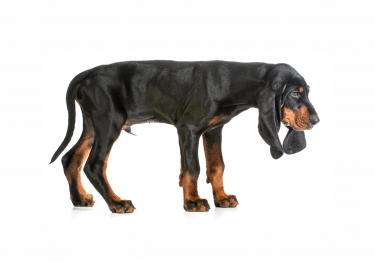 Photo: Black and Tan Coonhound dog on Woopets