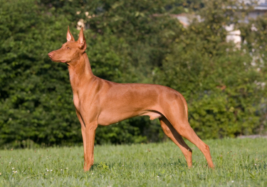 Photo: Dog of the Pharaoh Dog breed on Woopets