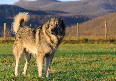 Photo: Yugoslav Shepherd Dog breed on Woopets
