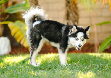 Photo: Pomsky breed dog on Woopets