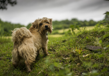 Photo: Norfolk Terrier dog on Woopets