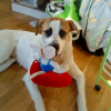 Photo of Tyson, Parson Russell Terrier