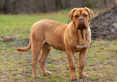 Photo: Dogue de Bordeaux dog on Woopets