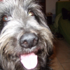 Photo of Gringo, Slovak Wire-haired Pointer