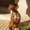 Photo of Bonnie, German Shorthaired Pointer