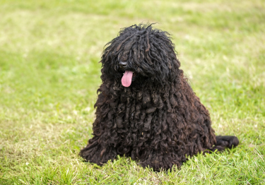 Photo: Puli breed dog on Woopets