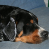 Photo of Dolce, Grand Bouvier Suisse