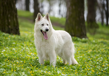 Photo: Berger Blanc Suisse breed dog on Woopets