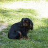 Photo of Félicie, King Charles Spaniel
