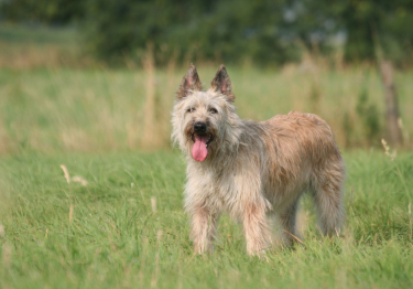 Photo: Bouvier des Ardennes dog on Woopets