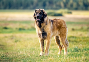 Photo: Leonberger dog on Woopets