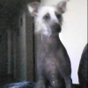Photo of Bella, Peruvian Hairless Dog