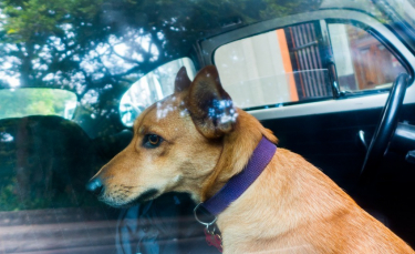Illustration : "Voyager avec son chien en voiture"