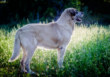 Photo: Alentejo Mastiff dog on Woopets