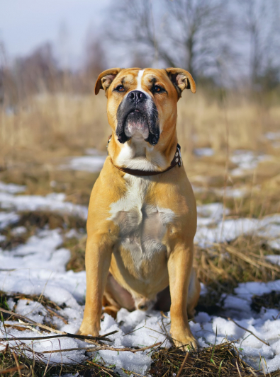 Photo: Dogue de Mallorca breed dog on Woopets