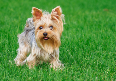 Photo: Yorkshire Terrier dog on Woopets