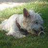 Photo of Starling, West Highland White Terrier