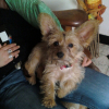 Photo of Coxi, Skye Terrier