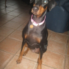 Photo of Bella Holmes, Doberman Pinscher