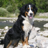 Photo of Rybelle, Bernese Mountain Dog