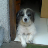 Photo of Jumbo, Bedlington Terrier