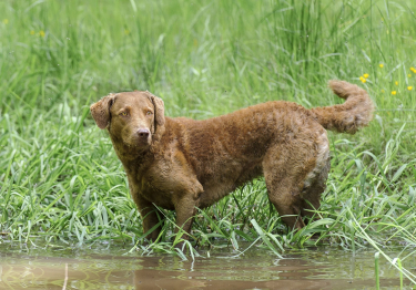 Photo: Chesapeake Bay Retriever breed dog on Woopets