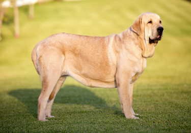 Photo: Spanish Mastiff dog on Woopets