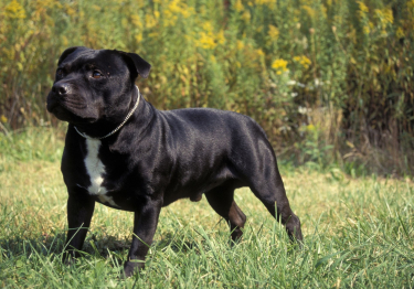 Photo: Staffordshire Bull Terrier breed dog on Woopets
