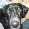 Photo of Cisco, German Shorthaired Pointer