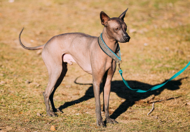 Photo: Mexican Hairless Dog breed dog on Woopets