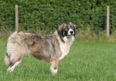 Photo: Romanian Carpathian Shepherd Dog breed on Woopets