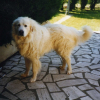 Photo of Moustik, Pyrenean Mastiff