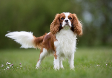 Photo: Cavalier King Charles Spaniel breed dog on Woopets