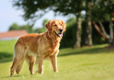 Photo: Golden Retriever dog on Woopets
