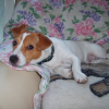 Photo of Rusk, Jack Russell Terrier